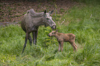 Mooses