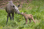 Mooses