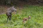 Mooses