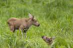 young Mooses