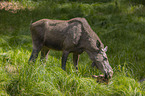 Mooses