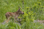 young Moose