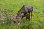 Mooses