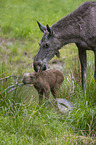 Mooses