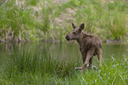 young Moose