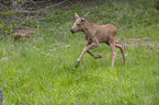 young Moose