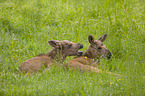 young Mooses