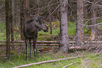 standing Moose