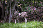 standing Moose
