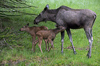 Mooses