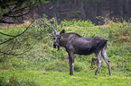 moose