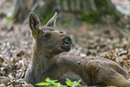 young elk