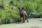 young elk