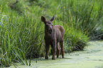 young elk