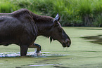 elk
