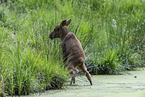 young elk