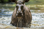 elk