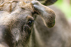 elk
