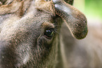 elk