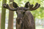 elk