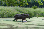 elk