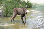 young elk