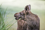 young elk