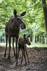 elks