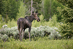 moose