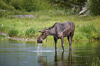 moose