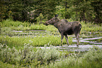 moose