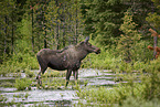 moose