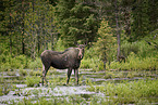moose