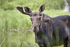 moose