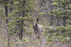 Moose