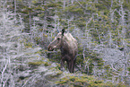 Moose