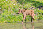 moose