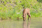 moose