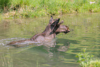 moose