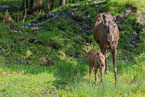 moose