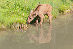 moose