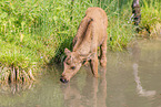 moose