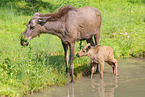 moose