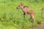moose