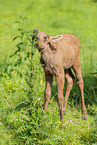 moose