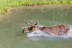 moose