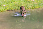 moose