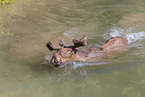 moose