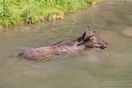 moose