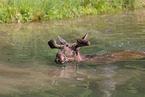 moose
